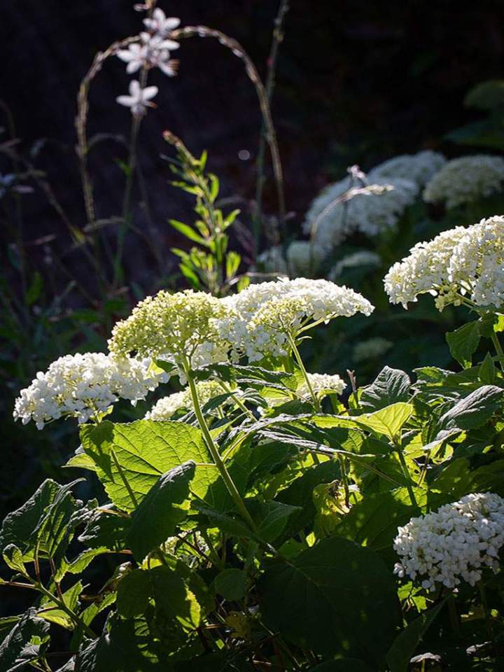Massif floral Chamalières